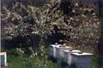 hives 2