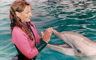 swim with the dolphins